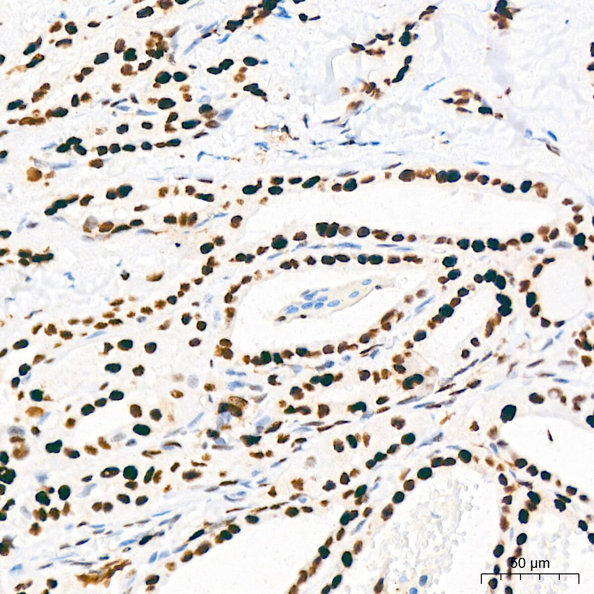 MCM2 Antibody (0Q10S9)