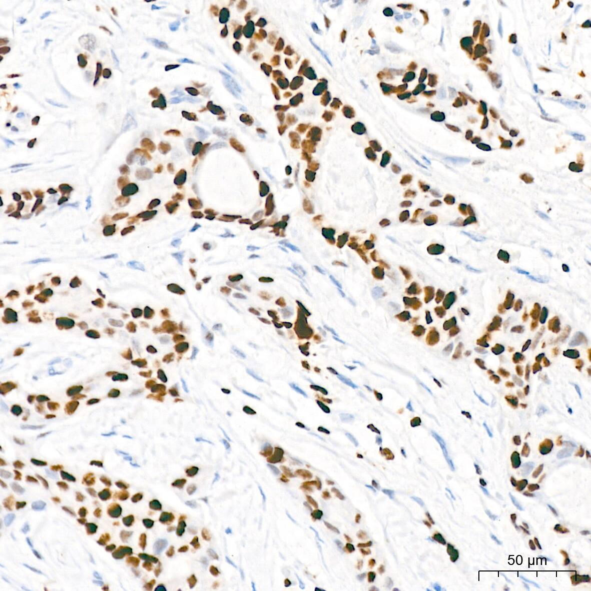 MCM2 Antibody (0Q10S9)