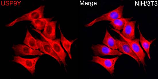 USP9Y Antibody - Azide and BSA Free