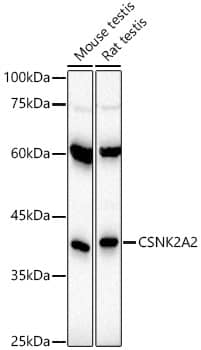 CKII alpha prime polypeptide Antibody (3W5P4)