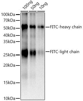 FITC Antibody (6R1B5)