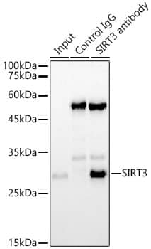 Sirtuin 3/SIRT3 Antibody (7O4G7)