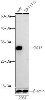 Sirtuin 3/SIRT3 Antibody (7O4G7)