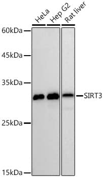 Sirtuin 3/SIRT3 Antibody (7O4G7)