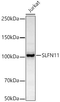 Schlafen 11 Antibody (8G3G0)
