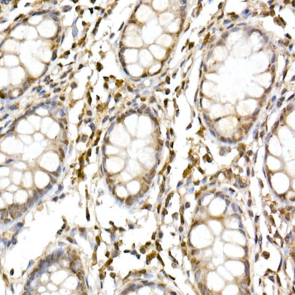 Cullin 1 Antibody - Azide and BSA Free