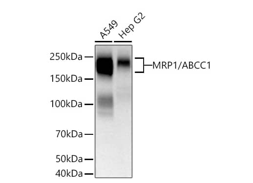 MRP1 Antibody (0J6M2)