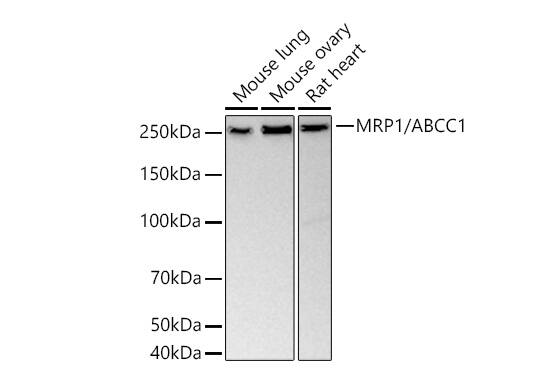 MRP1 Antibody (0J6M2)