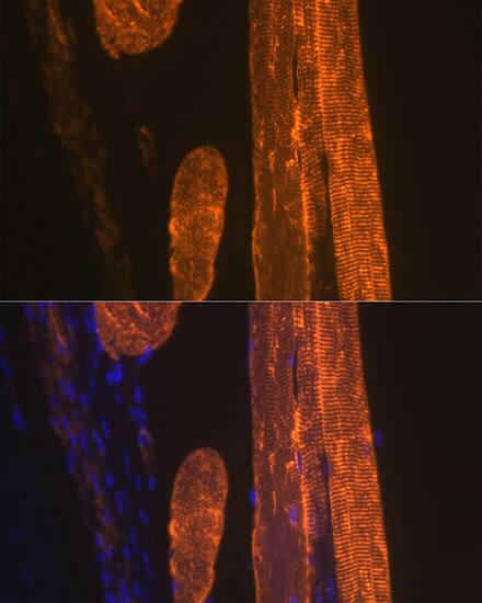 Actin Antibody (3U6B8)