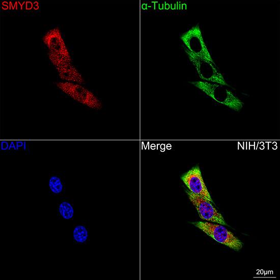 SMYD3 Antibody (2P8Z2)