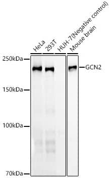 GCN2 Antibody (6E2X0)