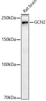 GCN2 Antibody (6E2X0)