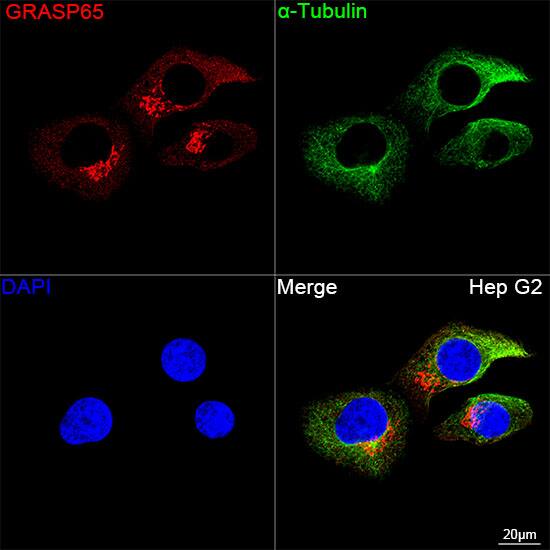 GRASP65 Antibody (3F2I1)