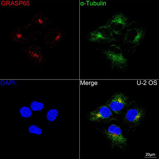 GRASP65 Antibody (3F2I1)