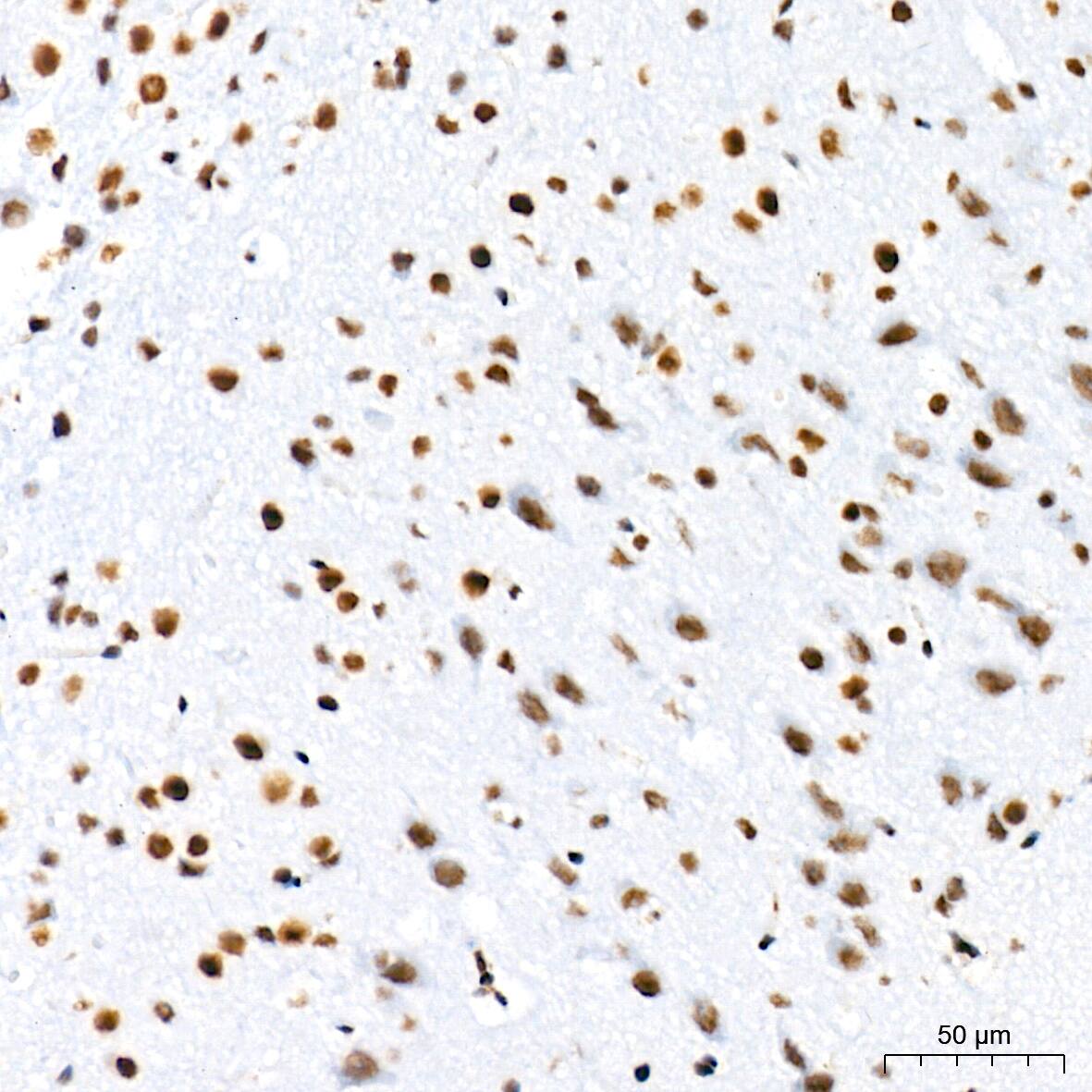 SIN3A Antibody (8V5B6)
