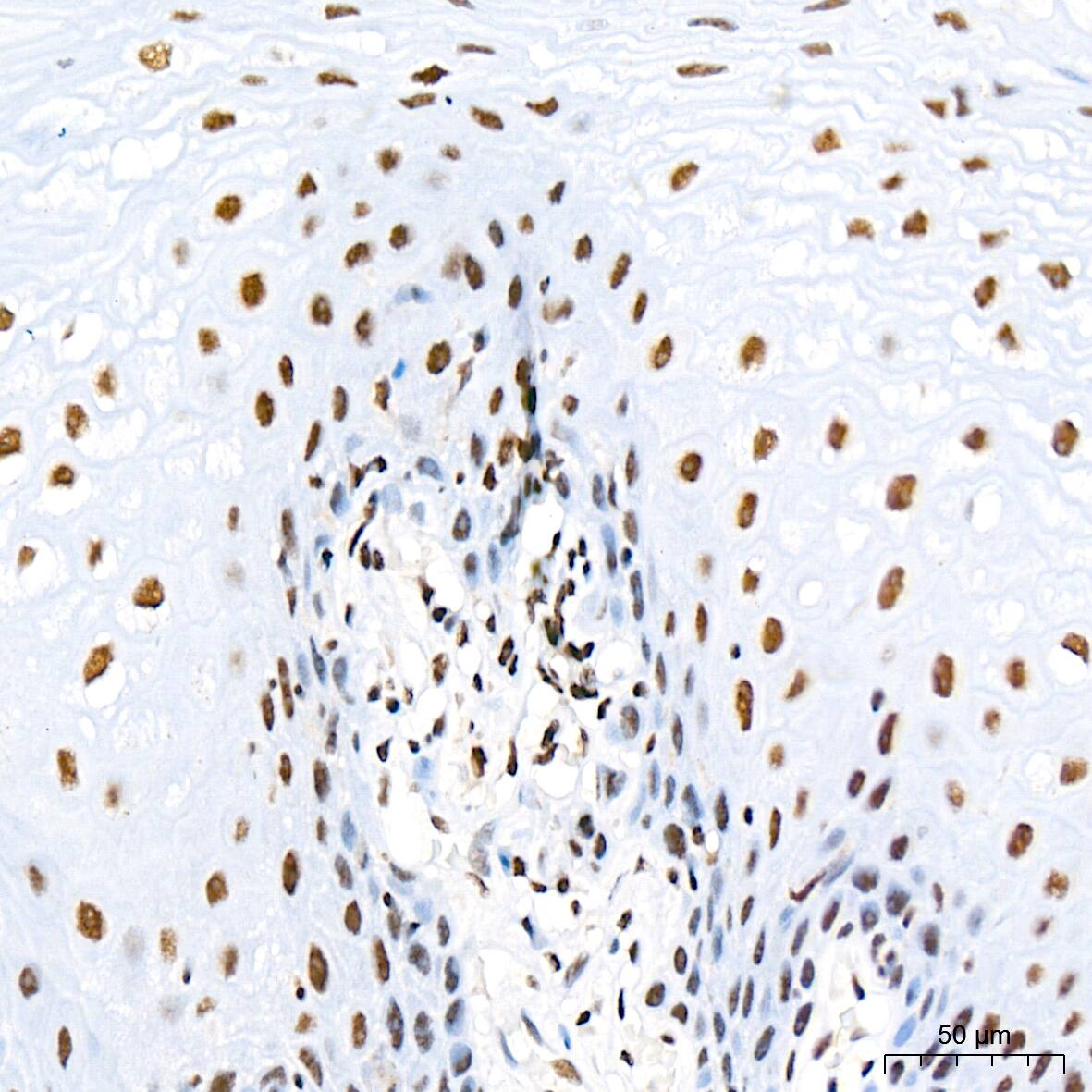 SIN3A Antibody (8V5B6)