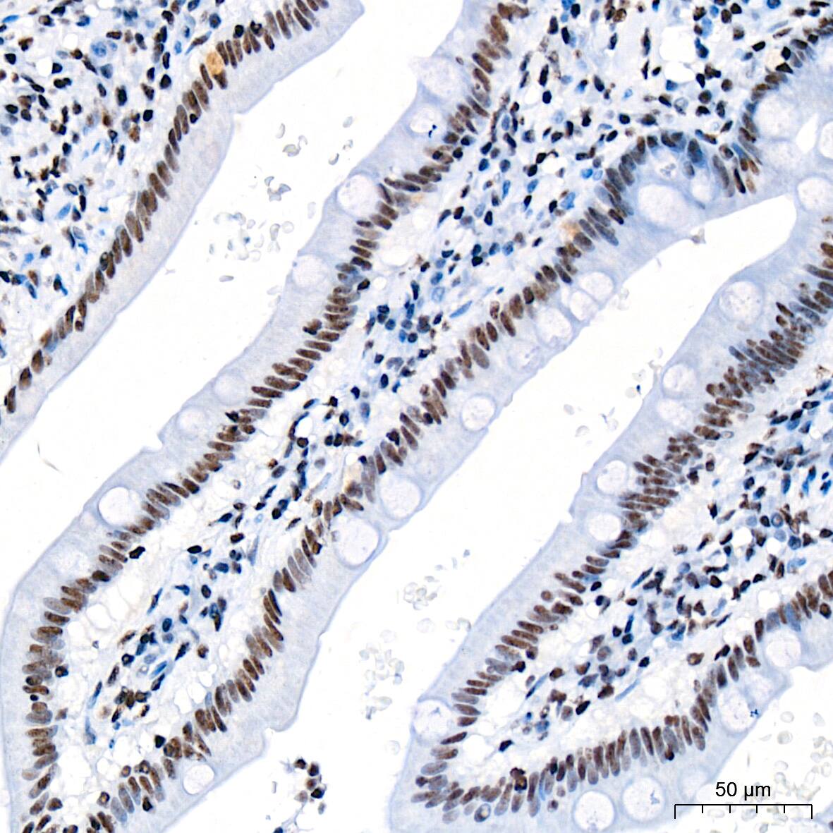 SIN3A Antibody (8V5B6)