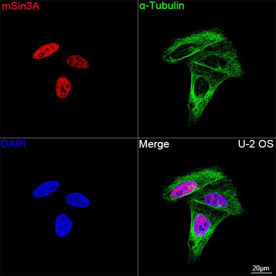SIN3A Antibody (8V5B6)