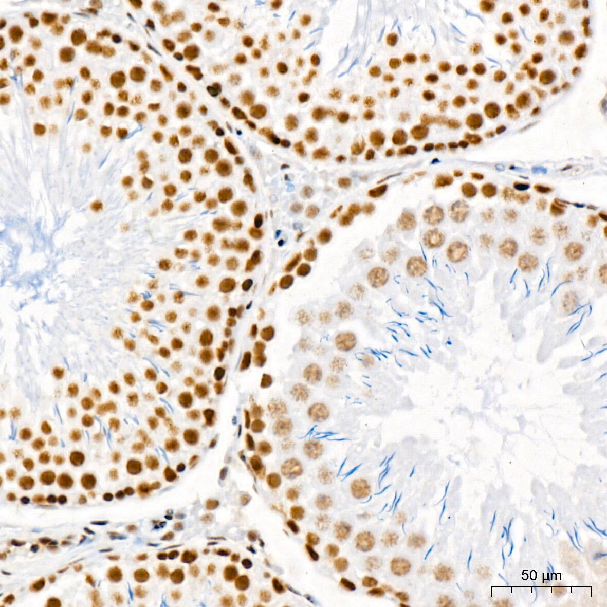 SIN3A Antibody (8V5B6)