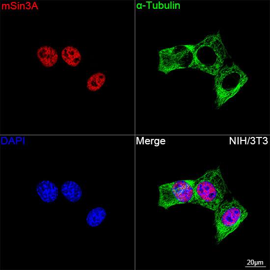SIN3A Antibody (8V5B6)