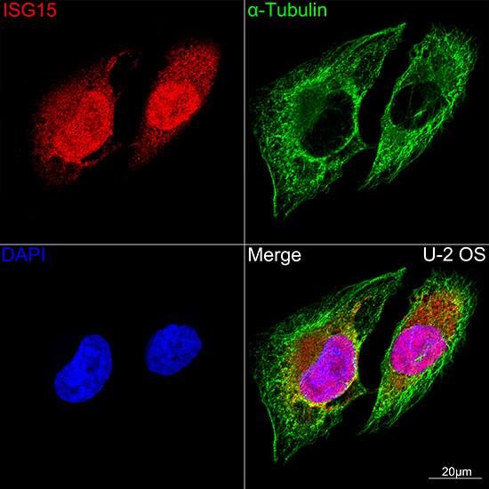 ISG15/UCRP Antibody (2C6V1)