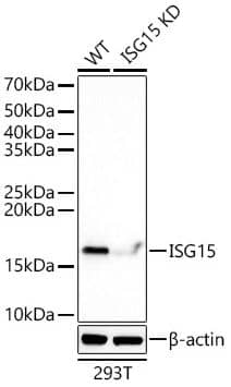 ISG15/UCRP Antibody (ARC53794)