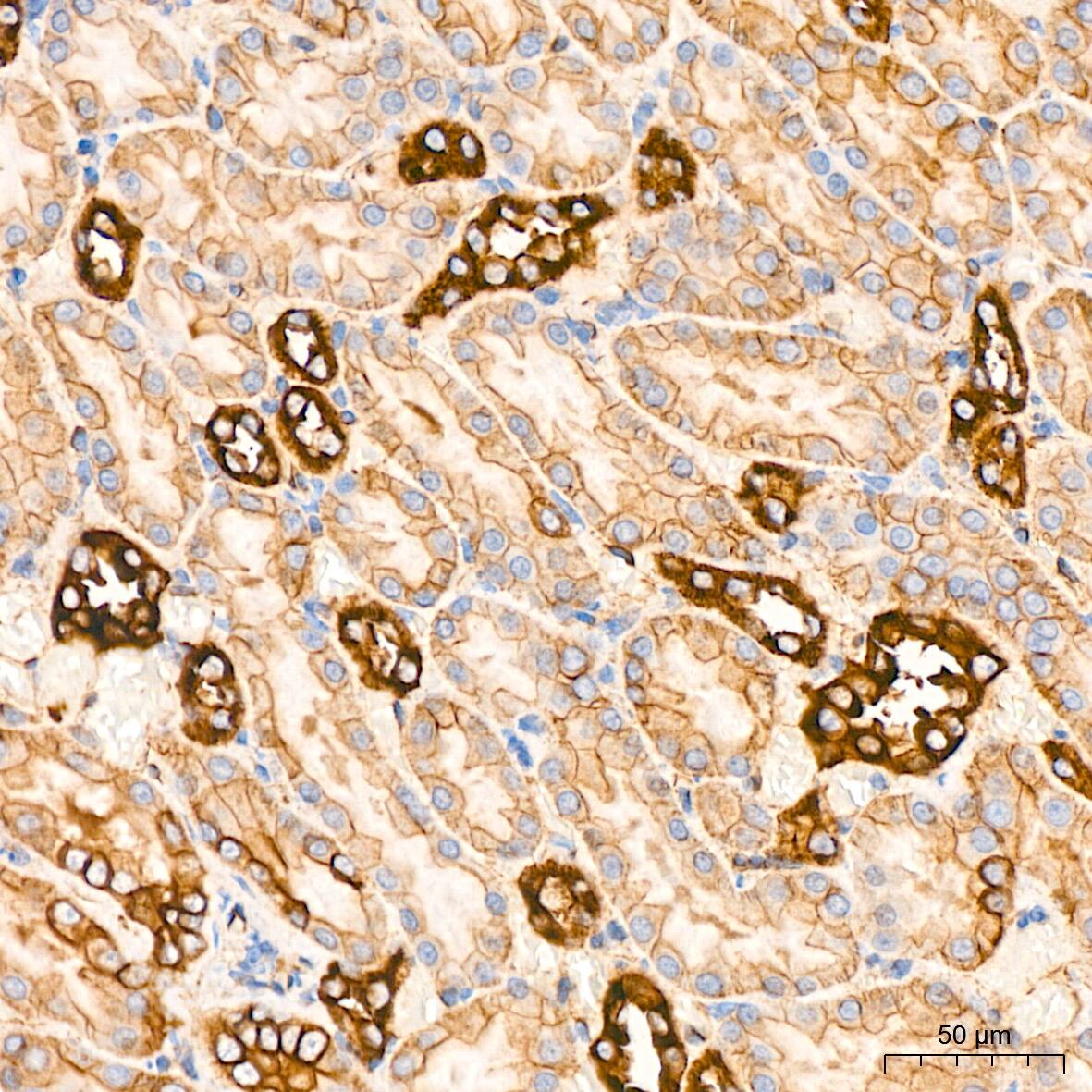 Alpha Fodrin Antibody (9H5V8)