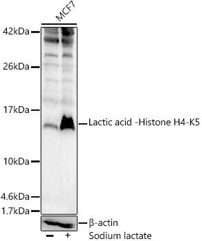 Histone H4 [Lactyl Lys5] Antibody - Azide and BSA Free