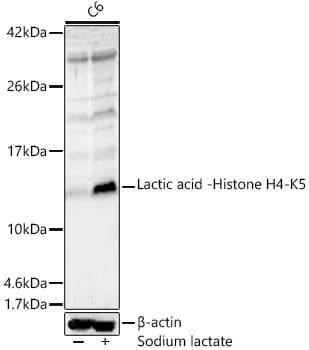 Histone H4 [Lactyl Lys5] Antibody - Azide and BSA Free