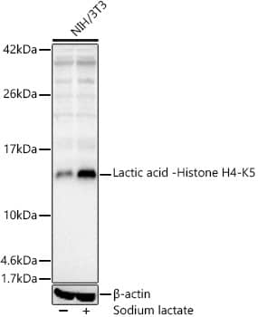 Histone H4 [Lactyl Lys5] Antibody - Azide and BSA Free