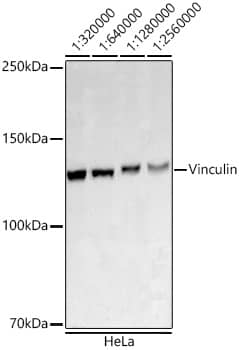 Vinculin Antibody (9I3Y8)