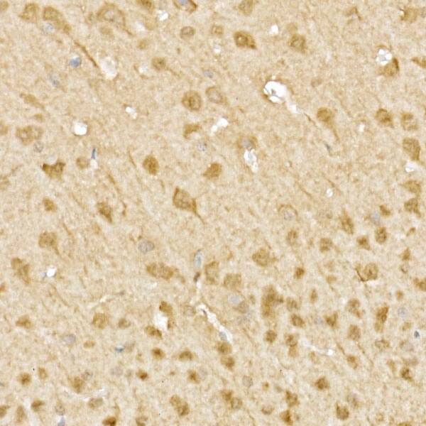 JNK1/2/3 Antibody - Azide and BSA Free