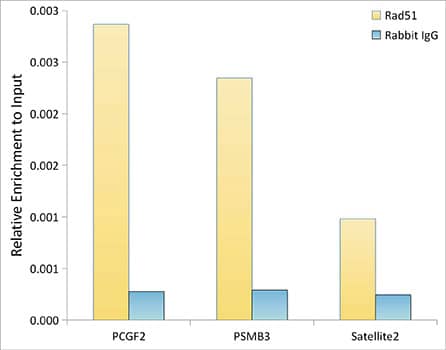 Rad51 Antibody (5S9B0)