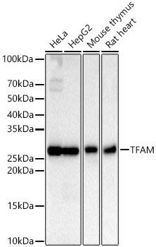 mtTFA Antibody (4H2M9)