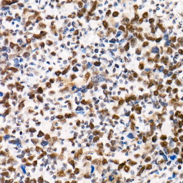 SNF5 Antibody (9A9G0)