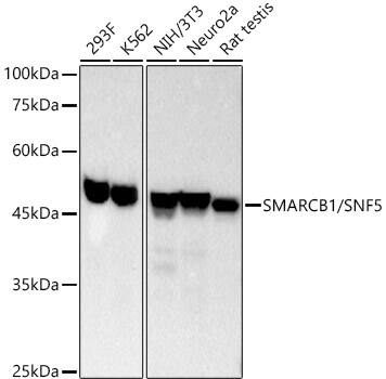 SNF5 Antibody (9A9G0)