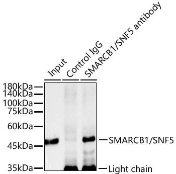 SNF5 Antibody (9A9G0)
