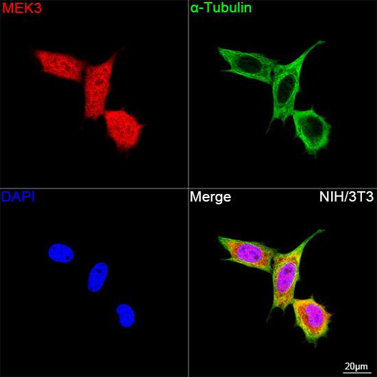 MKK3/MEK3 Antibody (8U2X3)