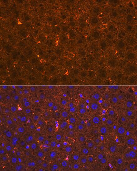 Apolipoprotein A-II/ApoA2 Antibody (5F7U1)