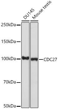 Cdc27 Antibody (7U5A3)