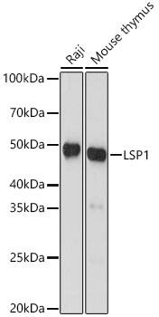 LSP1 Antibody (4U10N5)