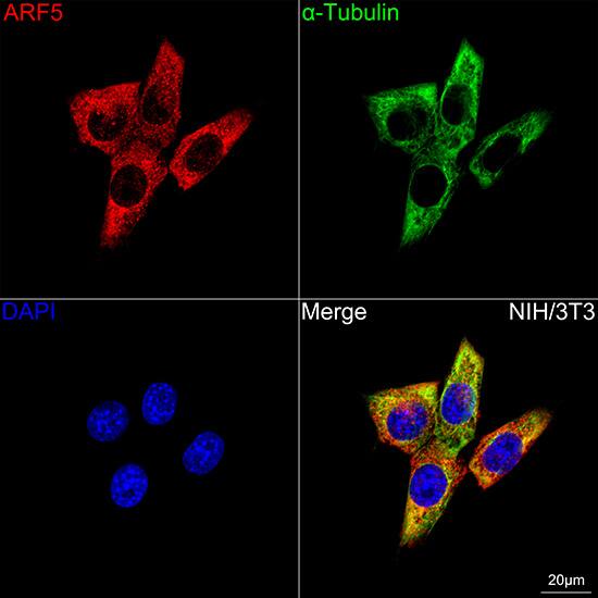 ARF5 Antibody (0U0D2)