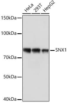 SNX1 Antibody (8G8Z2)
