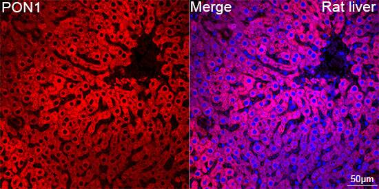 PON1 Antibody (4X7X2)