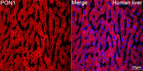PON1 Antibody (4X7X2)