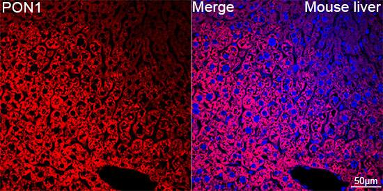 PON1 Antibody (4X7X2)