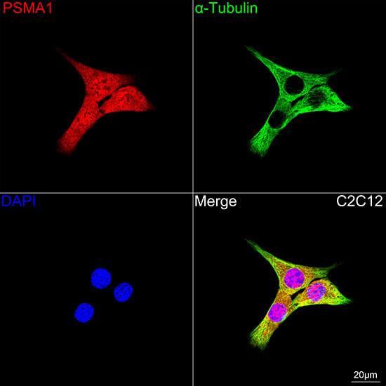 PSMA1 Antibody (5X3A6)