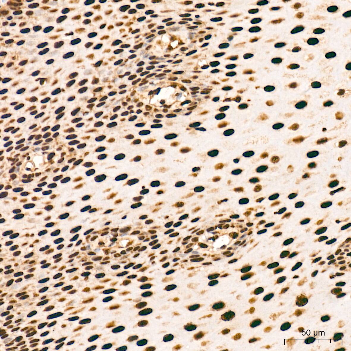 ANP32B Antibody (4A8E5)