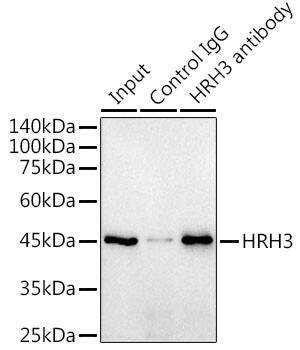 Histamine H3R Antibody (7H8E6)