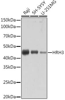 Histamine H3R Antibody (7H8E6)